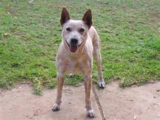 Australian Stumpy Tail Cattle Dog